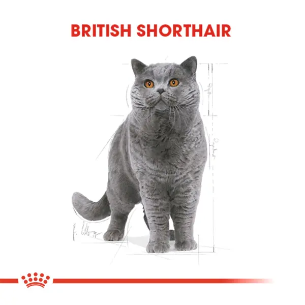 Royal Canin British Shorthair Için Kuru Kedi Maması 4kg